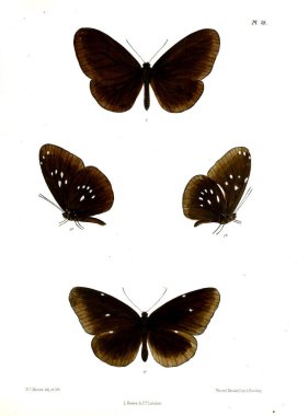 Kelebek. Lopidoptera indica v1 Londra 1890-1892