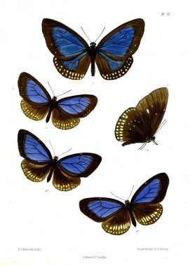Kelebek. Lopidoptera indica v1 Londra 1890-1892