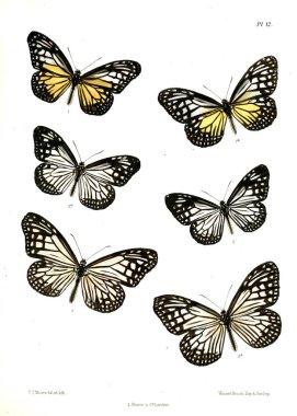 Kelebek. Lopidoptera indica v1 Londra 1890-1892