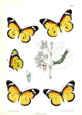 Kelebek. Lopidoptera indica v1 Londra 1890-1892