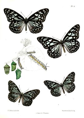 Kelebek. Lopidoptera indica v1 Londra 1890-1892