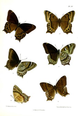 Kelebek. Lopidoptera indica v1 Londra 1890-1892