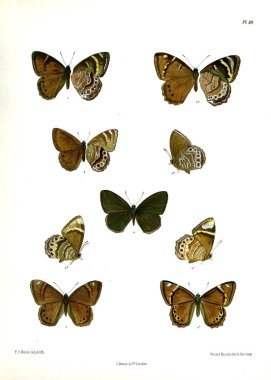 Kelebek. Lopidoptera indica v1 Londra 1890-1892
