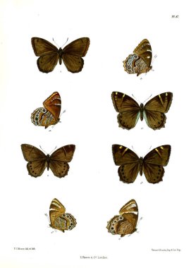 Kelebek. Lopidoptera indica v1 Londra 1890-1892