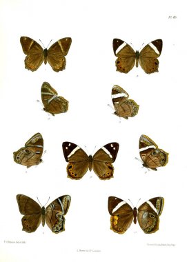 Kelebek. Lopidoptera indica v1 Londra 1890-1892