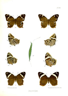 Kelebek. Lopidoptera indica v1 Londra 1890-1892