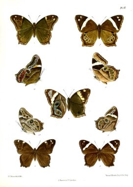 Kelebek. Lopidoptera indica v1 Londra 1890-1892