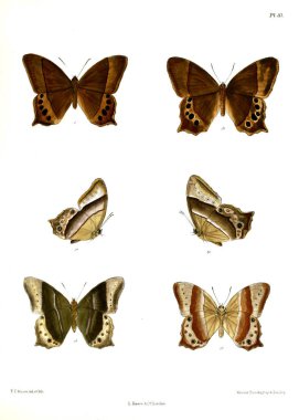 Kelebek. Lopidoptera indica v1 Londra 1890-1892