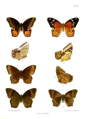 Kelebek. Lopidoptera indica v1 Londra 1890-1892