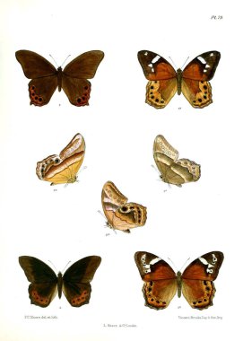 Kelebek. Lopidoptera indica v1 Londra 1890-1892
