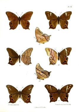 Kelebek. Lopidoptera indica v1 Londra 1890-1892