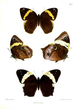 Kelebek. Lopidoptera indica v1 Londra 1890-1892