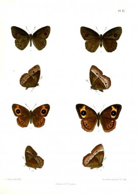 Kelebek. Lopidoptera indica v1 Londra 1890-1892