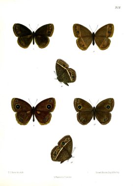 Kelebek. Lopidoptera indica v1 Londra 1890-1892