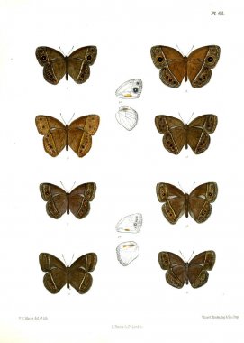 Kelebek. Lopidoptera indica v1 Londra 1890-1892