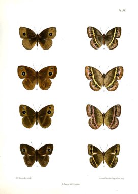 Kelebek. Lopidoptera indica v1 Londra 1890-1892