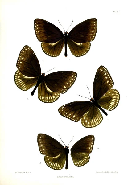 Motyl Lopidoptera Indica Londyn 1890 1892 — Zdjęcie stockowe