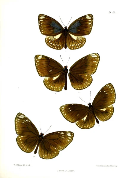 Πεταλούδα Lopidoptera Indica Λονδίνο 1890 1892 — Φωτογραφία Αρχείου
