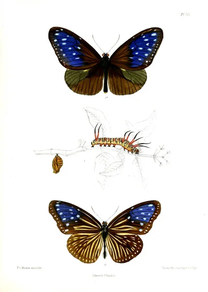 Метелик Lopidoptera Indica Лондон 1890 1892 — стокове фото