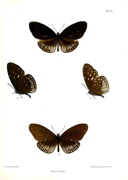 Бабочка Lopidoptera Indica Лондон 1890 1892 — стоковое фото