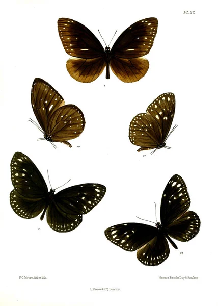 Motyl Lopidoptera Indica Londyn 1890 1892 — Zdjęcie stockowe