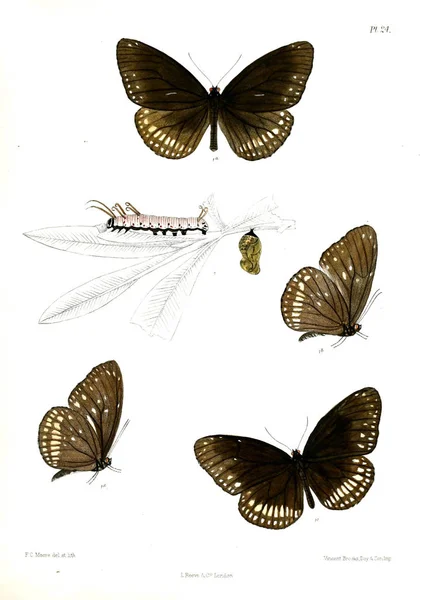 Farfalla Lopidoptera Indica Londra 1890 1892 — Foto Stock