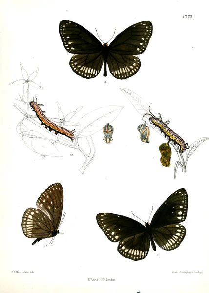 Motyl Lopidoptera Indica Londyn 1890 1892 — Zdjęcie stockowe