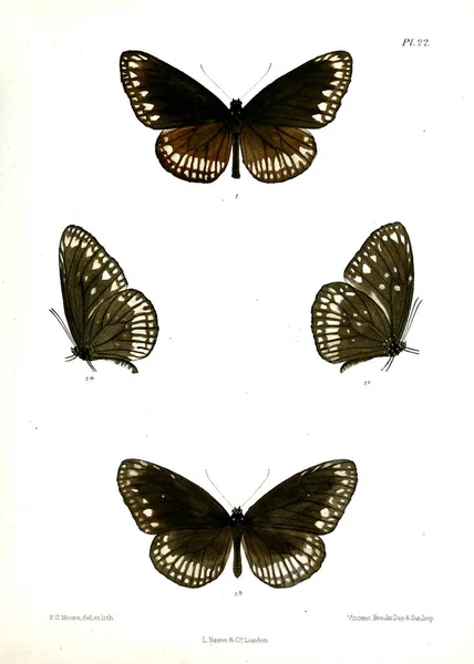 Motýl Lopidoptera Indica Londýn 1890 1892 — Stock fotografie