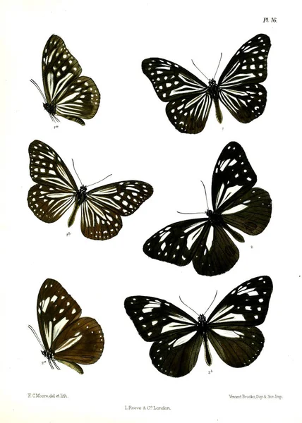 Πεταλούδα Lopidoptera Indica Λονδίνο 1890 1892 — Φωτογραφία Αρχείου