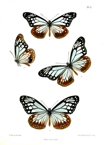 Perhonen Lopidoptera Indica Lontoo 1890 1892 — kuvapankkivalokuva
