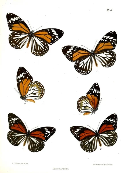 Mariposa Lopidoptera Indica Londres 1890 1892 —  Fotos de Stock