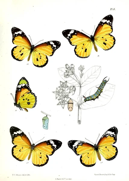 Motyl Lopidoptera Indica Londyn 1890 1892 — Zdjęcie stockowe