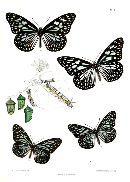 Lopidoptera 伦敦1890 1892 — 图库照片