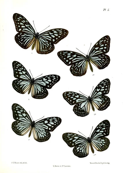 Метелик Lopidoptera Indica Лондон 1890 1892 — стокове фото