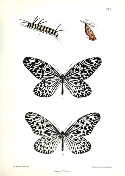 나비입니다 Lopidoptera Indica 1890 1892 — 스톡 사진