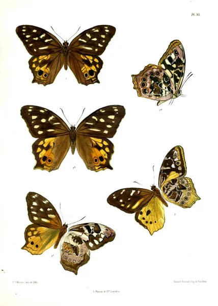 Motyl Lopidoptera Indica Londyn 1890 1892 — Zdjęcie stockowe