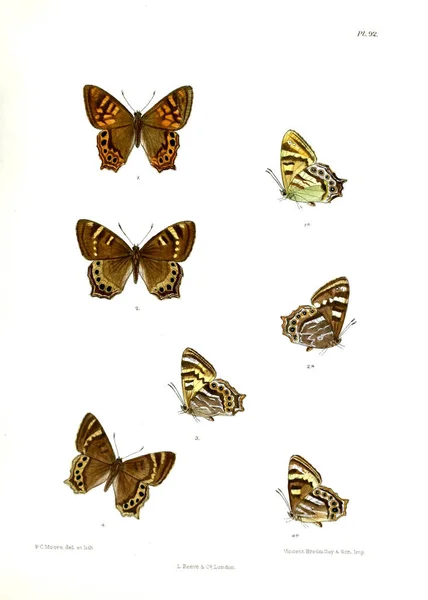 Farfalla Lopidoptera Indica Londra 1890 1892 — Foto Stock