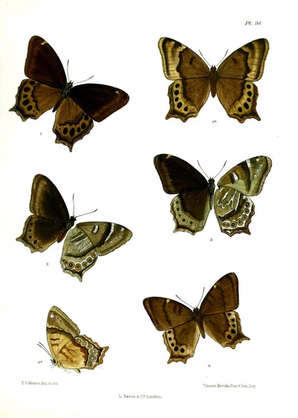 Mariposa Lopidoptera Indica Londres 1890 1892 — Foto de Stock
