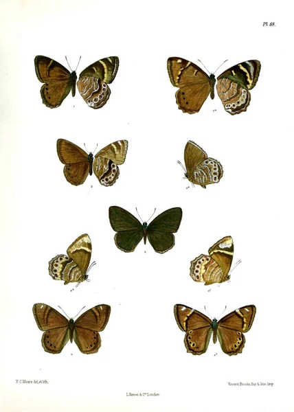 Motýl Lopidoptera Indica Londýn 1890 1892 — Stock fotografie