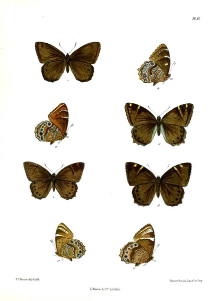 Бабочка Lopidoptera Indica Лондон 1890 1892 — стоковое фото