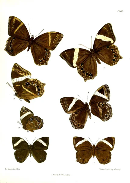 Motyl Lopidoptera Indica Londyn 1890 1892 — Zdjęcie stockowe