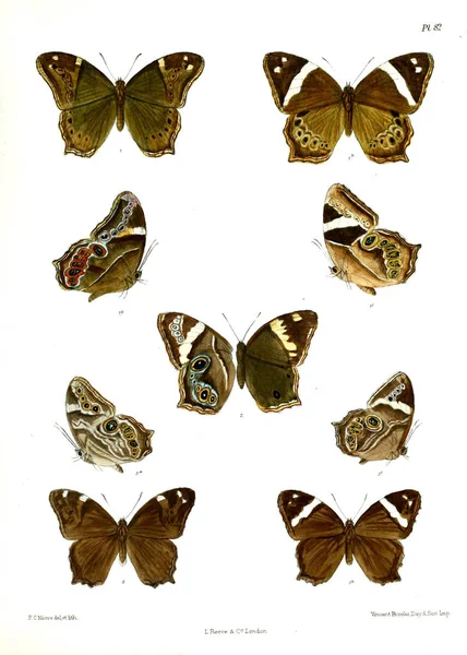 Метелик Lopidoptera Indica Лондон 1890 1892 — стокове фото