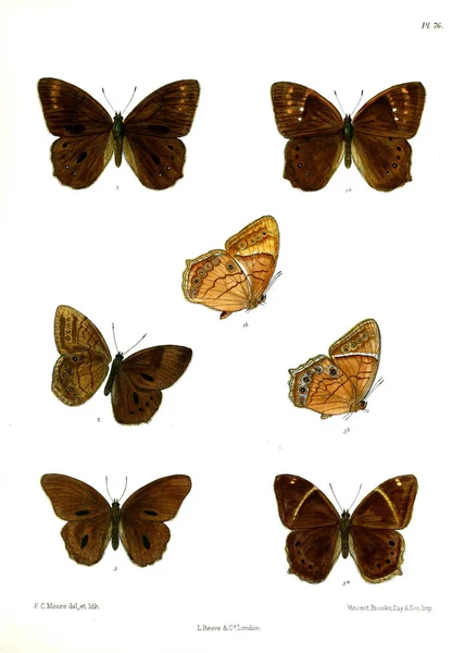 Motyl Lopidoptera Indica Londyn 1890 1892 — Zdjęcie stockowe