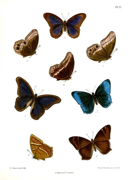 Butterfly Lopidoptera Indica London 1890 1892 — Stock Photo, Image