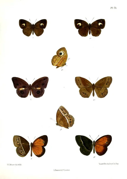 나비입니다 Lopidoptera Indica 1890 1892 — 스톡 사진