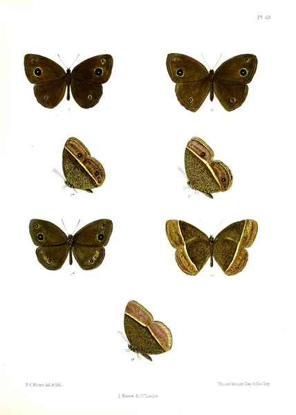 Vlinder Lopidoptera Indica Londen 1890 1892 — Stockfoto