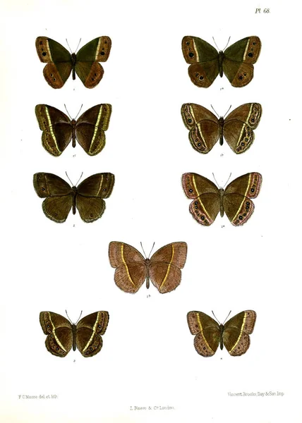 Motyl Lopidoptera Indica Londyn 1890 1892 — Zdjęcie stockowe