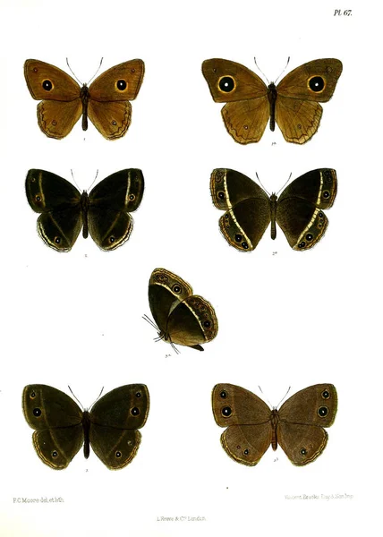 Papillon Lopidoptera Indica Londres 1890 1892 — Photo