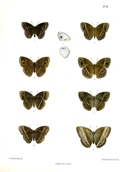 Метелик Lopidoptera Indica Лондон 1890 1892 — стокове фото