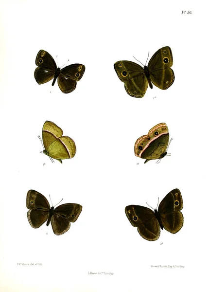 나비입니다 Lopidoptera Indica 1890 1892 — 스톡 사진